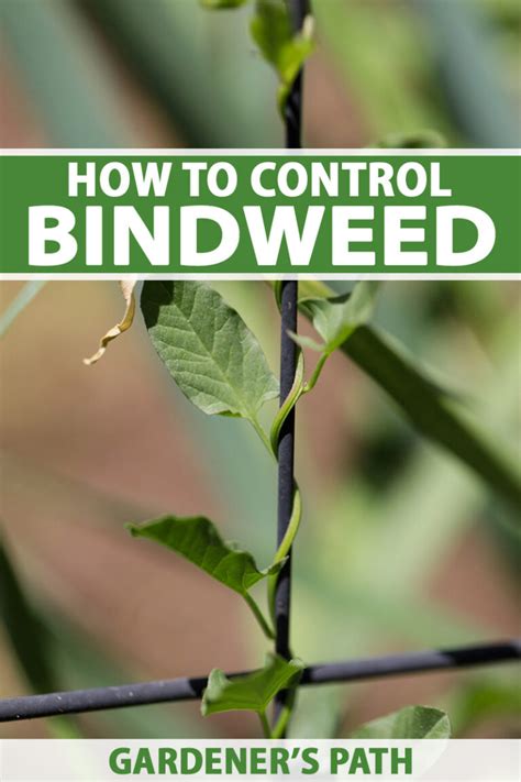 Controlling Bindweed: What is It and Best Control。